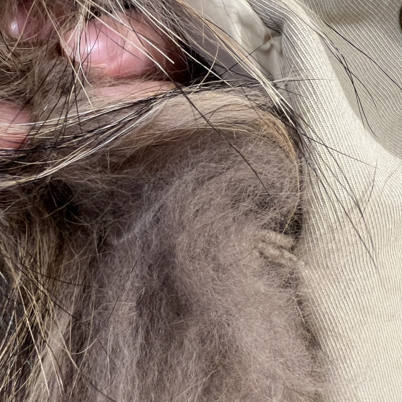 BLACKFRIDAY東大門㊣代購女士新品熱賣職業推薦短款羽絨服浣熊BLACK FRIDAY短款羽絨服